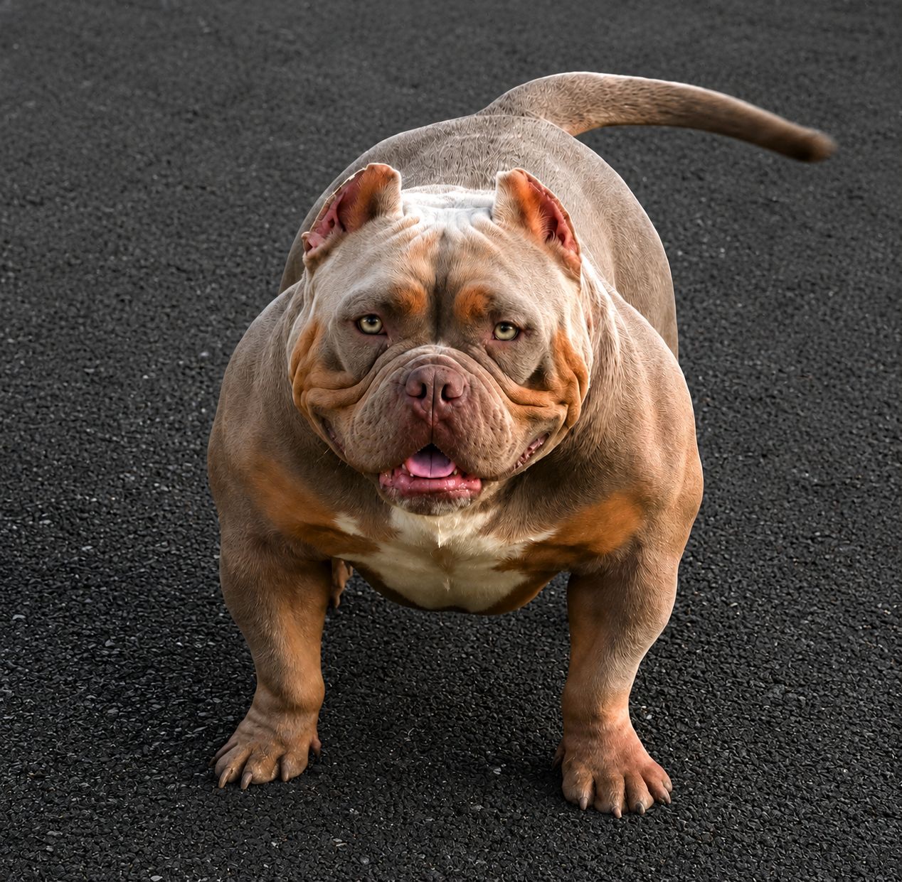 American Bully hodowli Hermes Bullys
