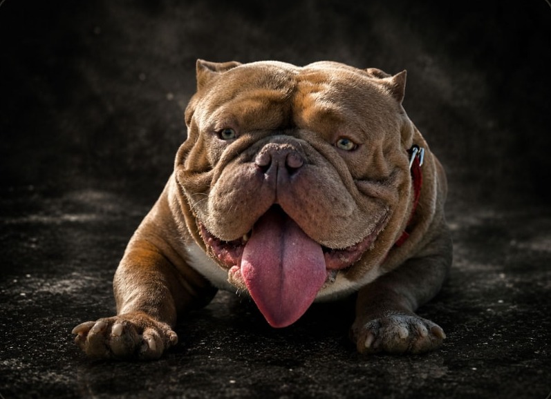 American Bully Hermes Bullys